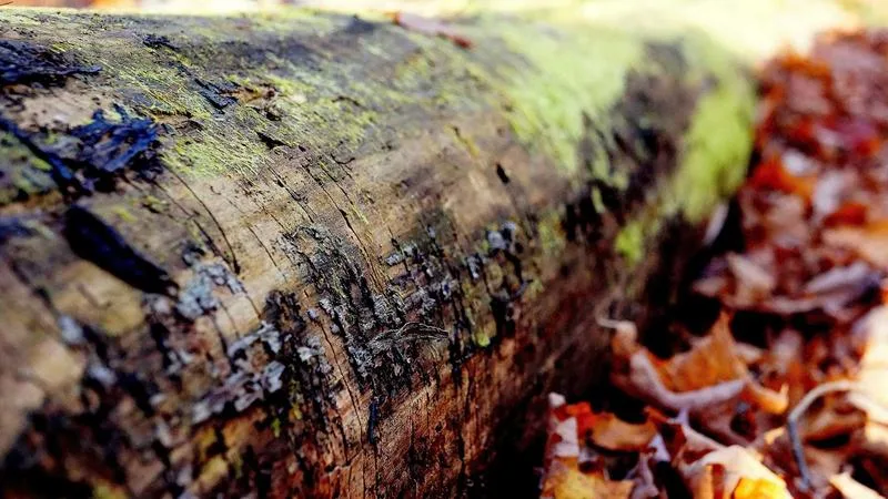 New Orleans French Quarter at night with wrought iron balconies